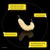 50pcs Soft Worm Bread Worm Maggot Soft Fish Bait; Fishing Bionic Bait Without A Hook; Outdoor Fishing Tackle